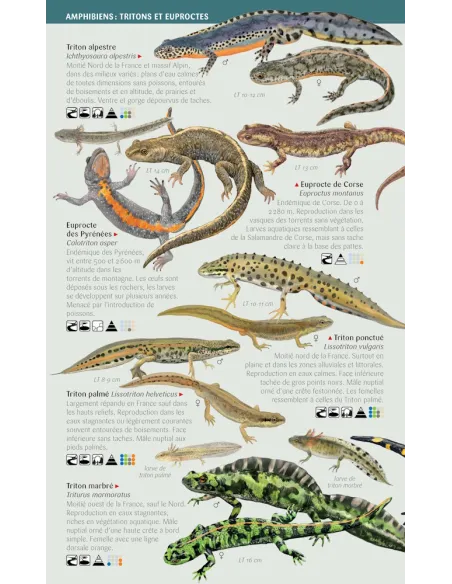 Mini-Naturführer – Amphibien und Reptilien