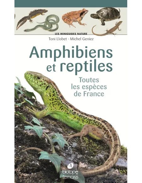 Les Miniguides Nature Amphibiens et reptiles