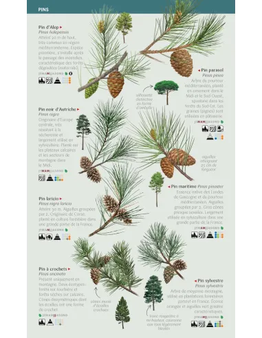 Les Miniguides Nature - Arbres