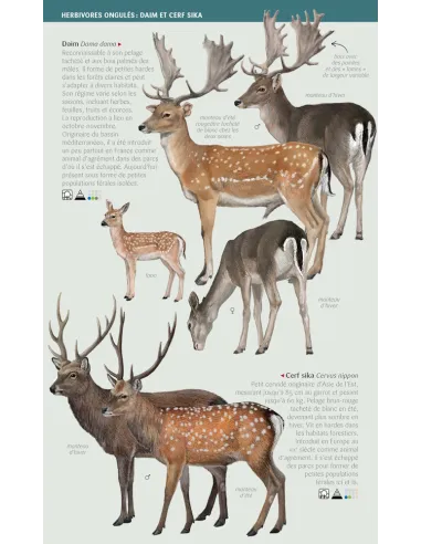 Nature Mini-Guides - Large Mammals