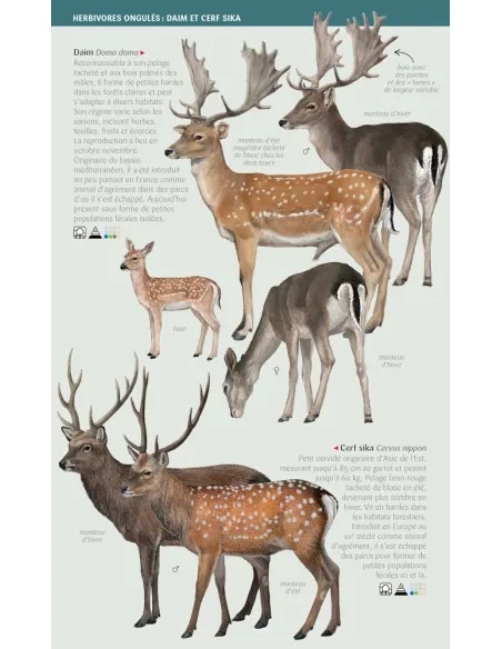 Miniguides Nature - Grands mammifères