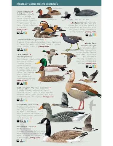 Birds of gardens, towns and the countryside