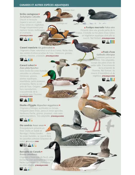 Oiseaux des jardins, des villes et des campagnes