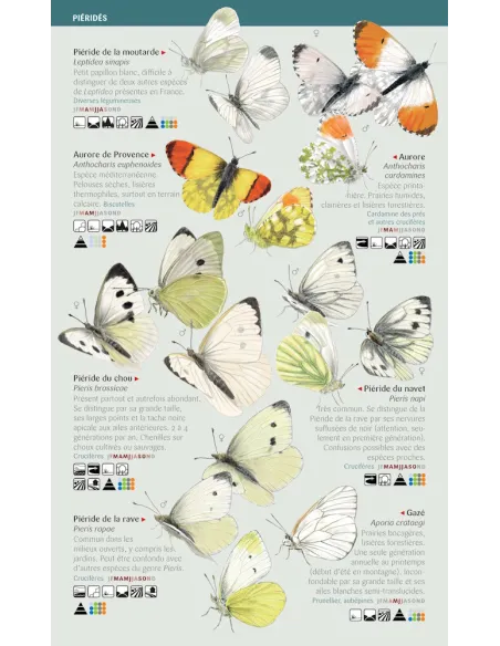 Miniguías Naturaleza - Mariposas diurnas