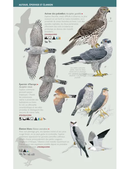 Nature Mini-Guides - Birds of prey