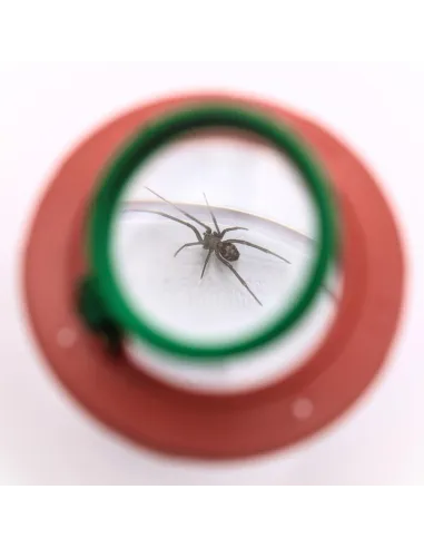 Insect magnifying box (2x and 4x magnification) - Le Club Biotope