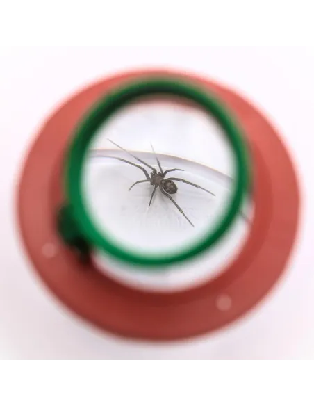 Insect magnifying box (2x and 4x magnification) - Le Club Biotope