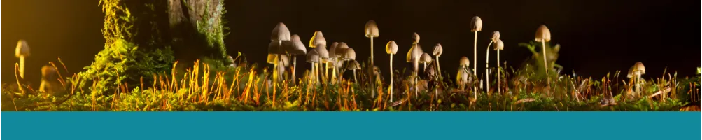 Bücher über Pilze und Mikroorganismen - Le Club Biotope