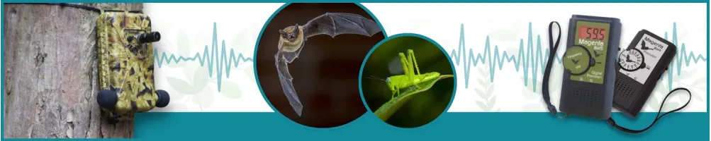 Estudio de los ultrasonidos – Le Club Biotope