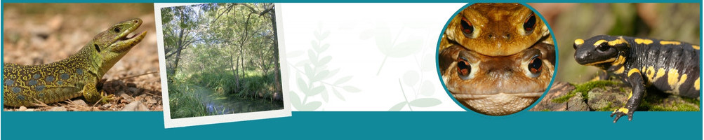 Estudio de los anfibios y reptiles - Le Club Biotope