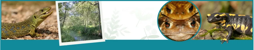 Herpetologische Forschung - Le Club Biotope