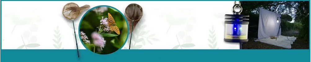 Conservación y transporte entomológico - Le Club Biotope