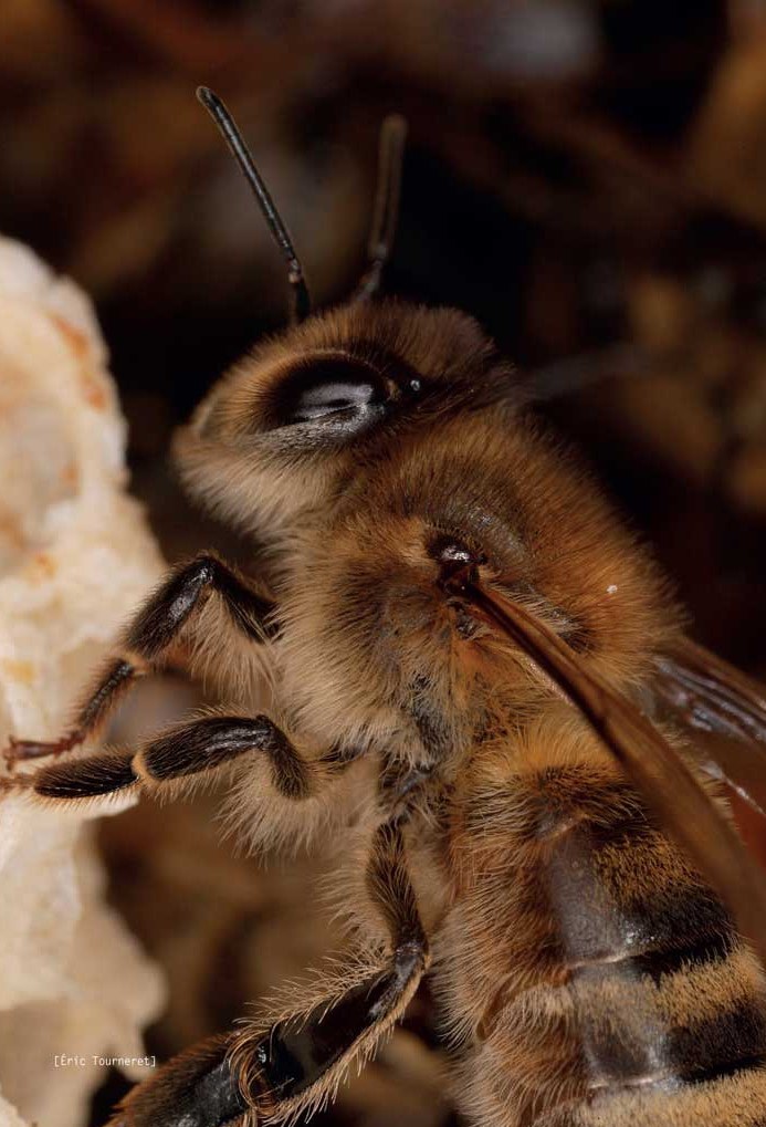 abeille en gros plan dans la ruche