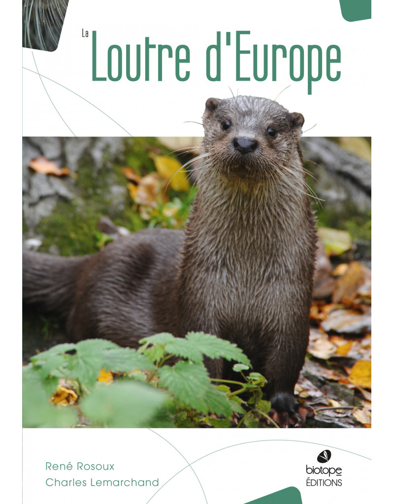 loutre d'Europe