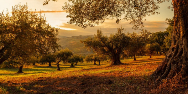 Qu’est-ce qu’un sol vivant ?