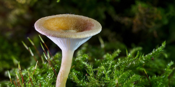 Les champignons : une histoire vieille comme le monde