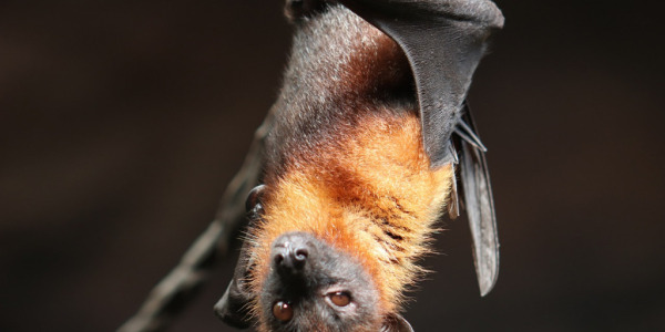 Les Rencontres Nationales Chauve-Souris 2020