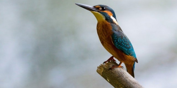 Confinement : observez la nature depuis votre fenêtre ou votre jardin
