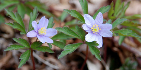 Activité spéciale confinement, observez la flore française depuis chez vous