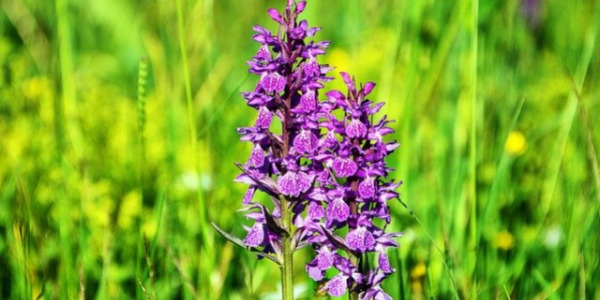 Un monde d'orchidées sauvages à découvrir