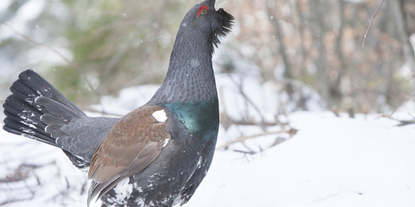 Des Grands tétras au comportement intriguant