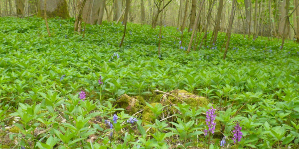Identifiez la végétation. Un univers à découvrir : celui du nord de la France