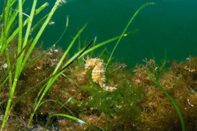 Les Hippocampes : sentinelles des lagunes méditerranéennes