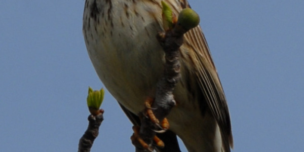 Alerte à la biodiversité : Le déclin inquiétant des populations d'oiseaux