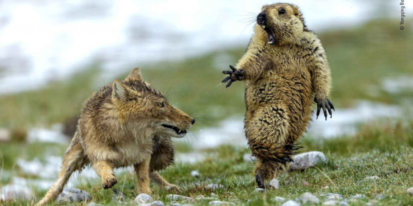 Idées de cadeaux pour Noël : quoi offrir à un(e) naturaliste ?