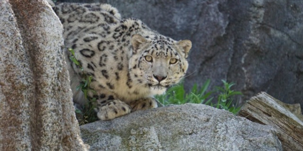 Les félins : des prédateurs menacés...