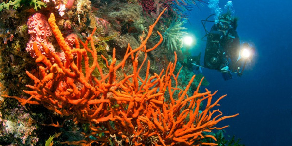 Les espèces protégées en France