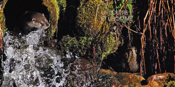 La loutre d’Europe est de retour ! 