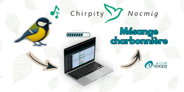 Comment traiter vos audios et identifier les oiseaux rapidement avec CHIRPITY en 2026