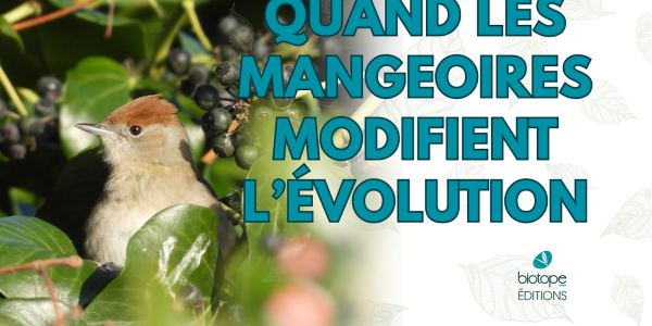 Quand les mangeoires modifient l’évolution : l’incroyable histoire de la Fauvette à tête noire