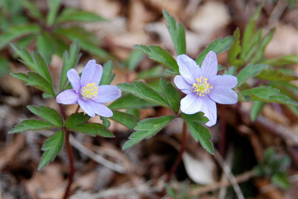 Activité spéciale confinement, observez la flore française depuis chez vous
