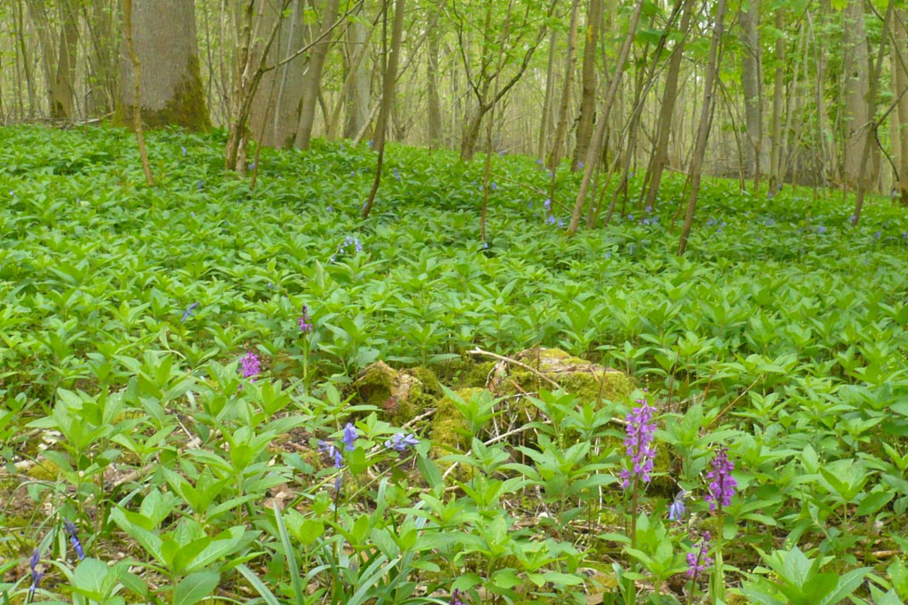 Identifiez la végétation. Un univers à découvrir : celui du nord de la France