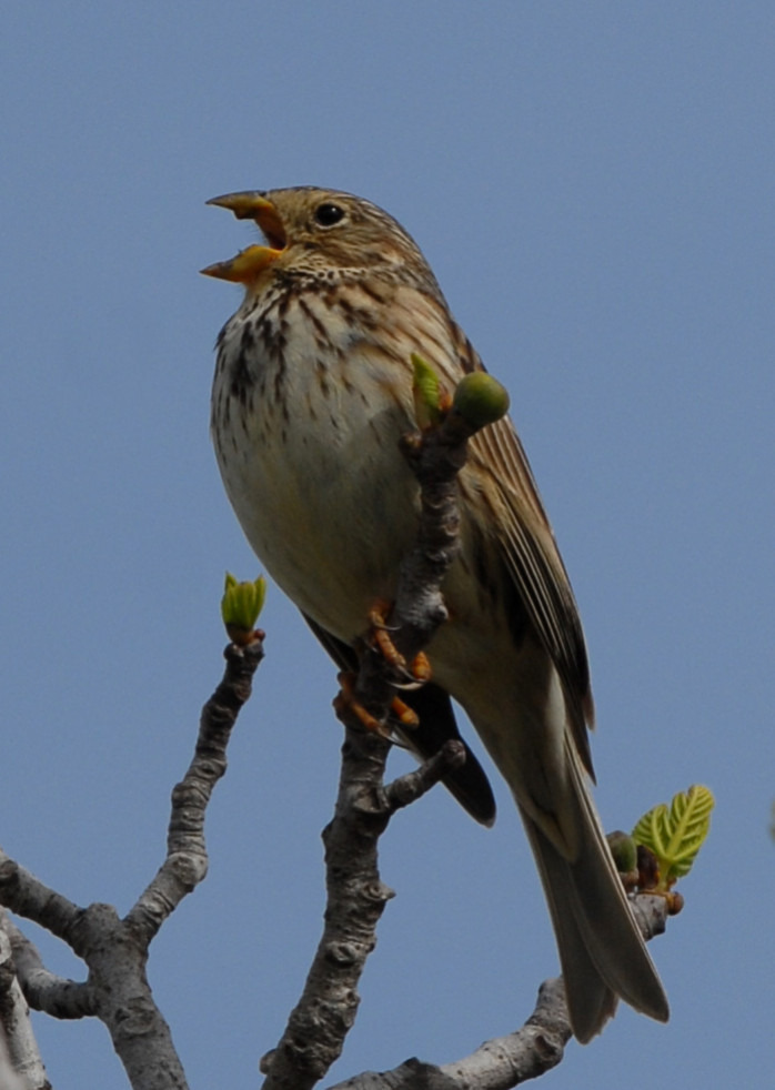 Alerte à la biodiversité : Le déclin inquiétant des populations d'oiseaux