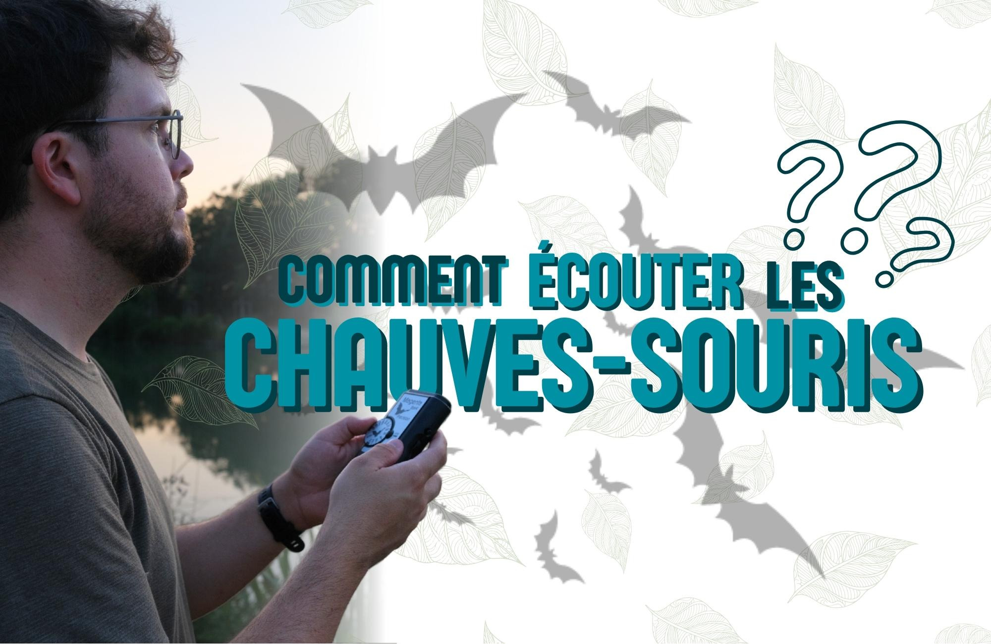 Comment écouter les chauves-souris ?
