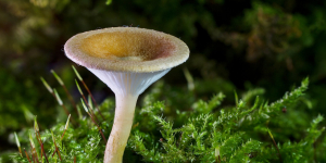 Les champignons : une histoire vieille comme le monde