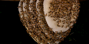 Les abeilles à miel sont des abeilles sauvages avant d’être domestiques