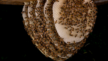Les abeilles à miel sont des abeilles sauvages avant d’être domestiques